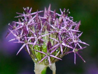 allium